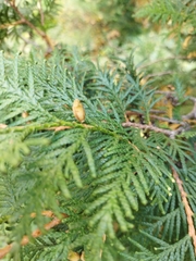 Thuja occidentalis