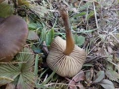 Entoloma vernum