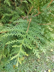Thuja occidentalis