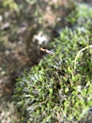 Tortula muralis muralis