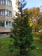 Thuja occidentalis