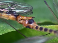 Nephrotoma flavipalpis