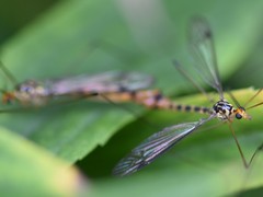 Nephrotoma flavipalpis