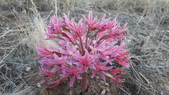Brunsvigia bosmaniae