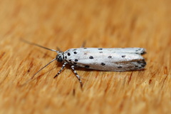Ethmia praeclara
