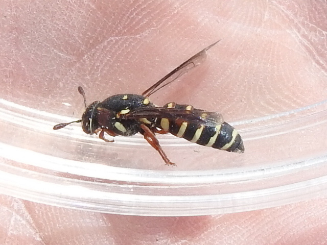 Pseudomasaris texanus
