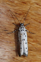 Ethmia praeclara