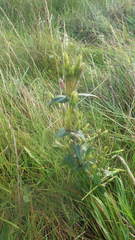 Gentianella campestris