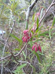 Grevillea diffusa