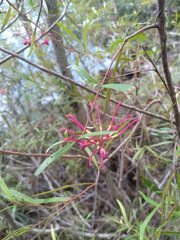 Grevillea diffusa