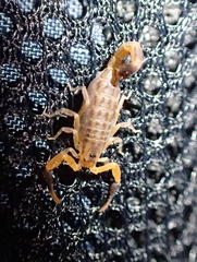 Uroplectes marlothi