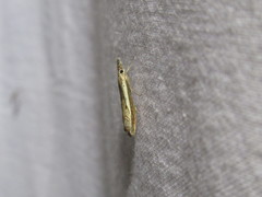 Platytes alpinella
