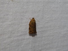 Archips oporana