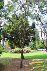 Bolusanthus speciosus