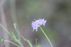 Scabiosa triandra
