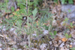 Scabiosa triandra