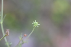 Scabiosa triandra