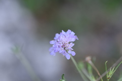 Scabiosa triandra