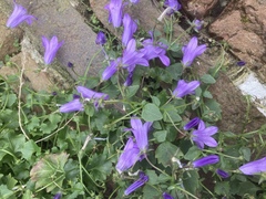 Campanula poscharskyana