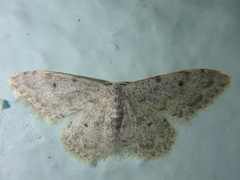Idaea camparia