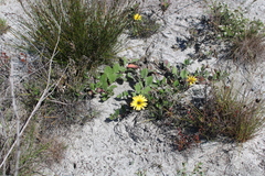 Arctotis angustifolia