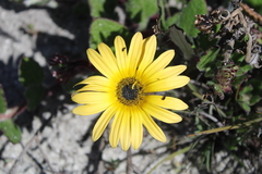 Arctotis angustifolia