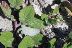 Arctotis angustifolia