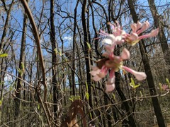 Rhododendron periclymenoides