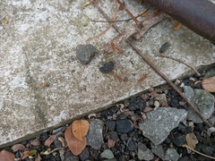 Oecophylla smaragdina