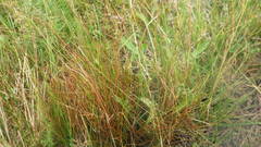 Carex myosuroides