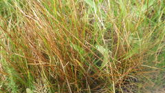 Carex myosuroides