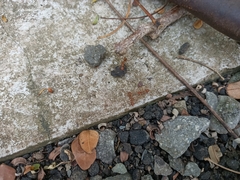 Oecophylla smaragdina