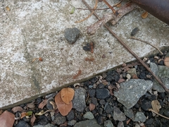 Oecophylla smaragdina