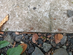 Oecophylla smaragdina