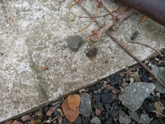 Oecophylla smaragdina