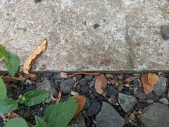 Oecophylla smaragdina