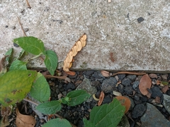 Oecophylla smaragdina