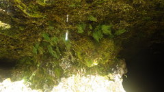 Polypodium vulgare vulgare