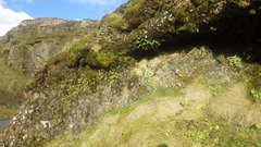 Polypodium vulgare vulgare