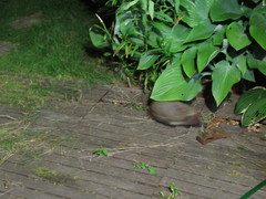 Erinaceus roumanicus