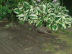 Erinaceus roumanicus