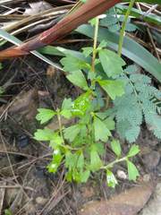 Xanthosia tridentata