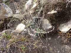 Artemisia cuspidata