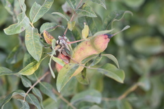 Baizongia pistaciae