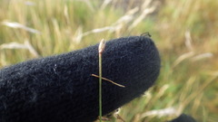 Trichophorum cespitosum cespitosum