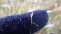 Trichophorum cespitosum cespitosum