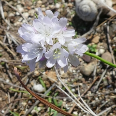Armeria ruscinonensis