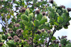 Dais cotinifolia
