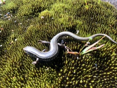 Ctenotus labillardieri