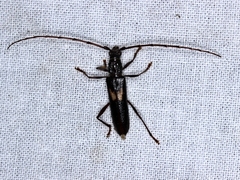 Epithora dorsalis